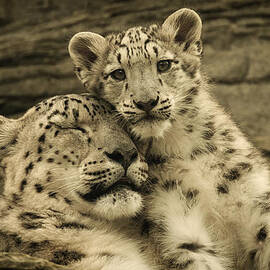 Mother's Love by Chris Boulton
