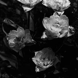 Mount Tacoma Tulips by Walter Beebe Wilder