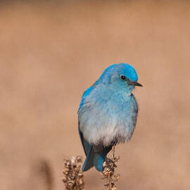 Mountain Bluebird by Cascade Colors