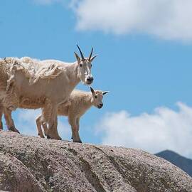 Mountain Goat Parent and Kid by Cascade Colors
