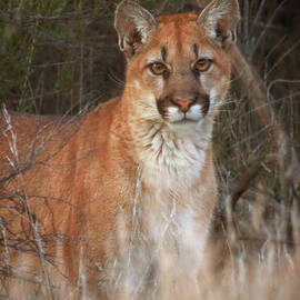 Mountain Lion by Beth Sargent