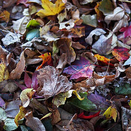 Multicolored Autumn Leaves by Rona Black