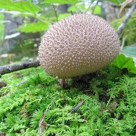 Mushroom 3 by Richard Reeve