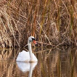 Mute Swan Reflection by Jeff Sinon