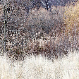 Muted colors of winter forest by Elena Elisseeva