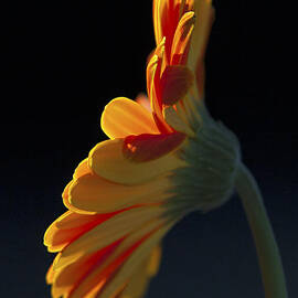 My Good Side by Joe Schofield