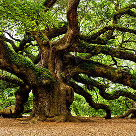 Mystical Angel Oak Tree by Louis Dallara