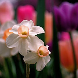 Narcissus and Tulips by Rona Black