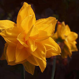 Narcissus Sweet Sue in Full Bloom by Rona Black