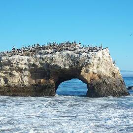 Natural Bridges State Beach by Georgia Clare