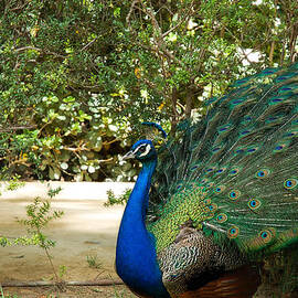 Nature in blue by AM FineArtPrints