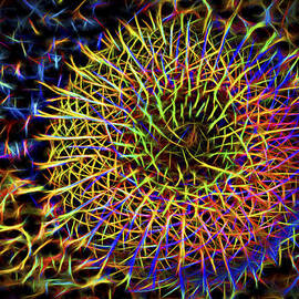 Neon Barrel Cactus by Kelley King