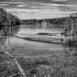 New Jersey Pinelands by Louis Dallara