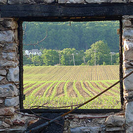 New Life Through the Window by Richard Reeve
