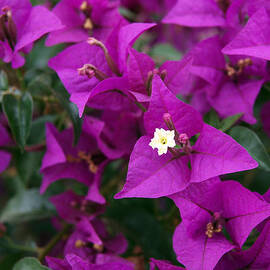 New River Bougainvillea by Rona Black