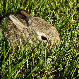 The Baby Cottontail by Mary Lee Dereske