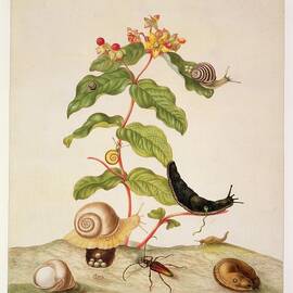Hypericum Baxiforum by Maria Sibylla Graff Merian