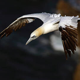 Northern Gannet by Grant Glendinning