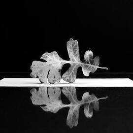 Oak Leaf by Mary Lee Dereske