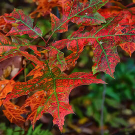 Oak leaves fall by Flees Photos