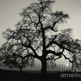 Oak Tree Sunset near Sacramento by Ansel Adams