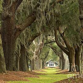 Oaks Of The Golden Isles by Adam Jewell