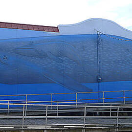 Ocean City - Blue Whale by Richard Reeve