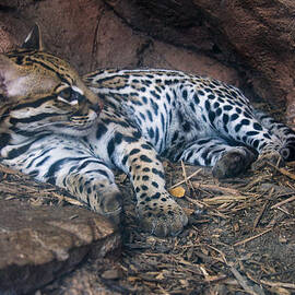 Ocelot in den by Flees Photos