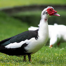 Odd Duck by Rona Black