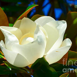 Oh Sweet Magnolia by Debra Martz
