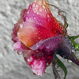 Olde English by Joe Schofield