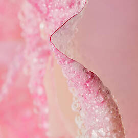 On Edge by Mary Jo Allen