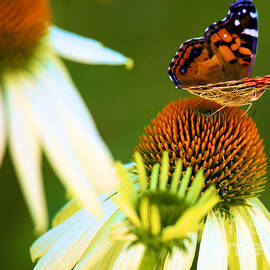 On The Edge Of Glory by Adam Jewell