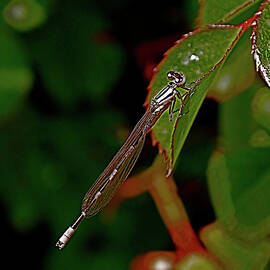 On the Edge by Rona Black