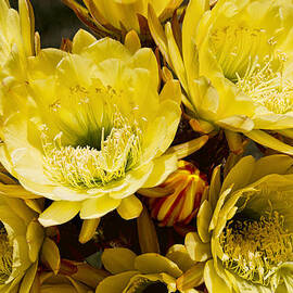 One Bud by Kelley King