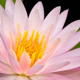 Open For The Sun by Jeff Sinon