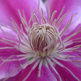 Opening up for Spring by Richard Reeve