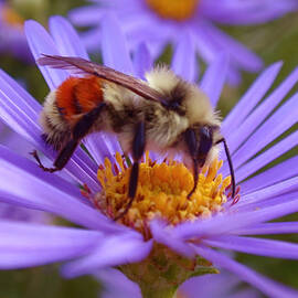 Orange-banded Bee by Rona Black