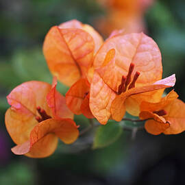 Orange Bougainvillea by Rona Black
