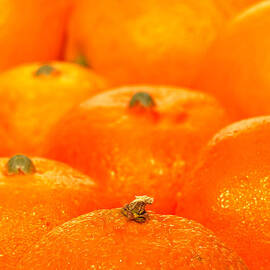 Orange Oranges by Olivier Le Queinec
