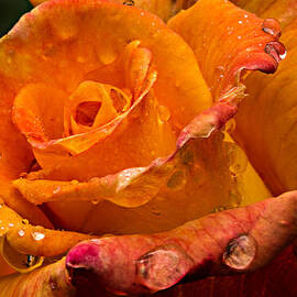 Orange Rose Drops by Mary Jo Allen