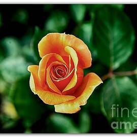 Orange Rose by Stefano Senise
