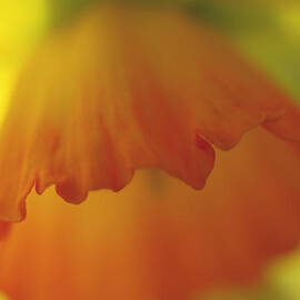 Orange Shade of Poppy by Joe Schofield
