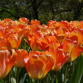 Orange Tulips by Richard Reeve