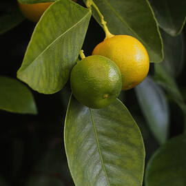 Oranges Ripening on the Tree by Rona Black