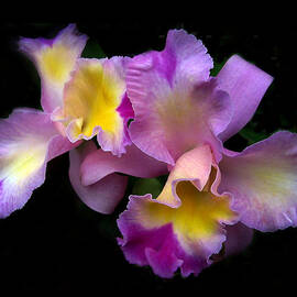 Orchid Embrace by Jessica Jenney
