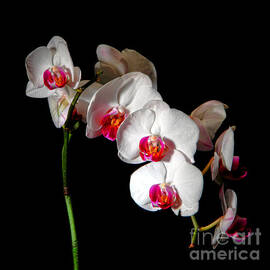 Orchid on Black by Olivier Le Queinec