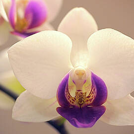 Orchid by Rona Black