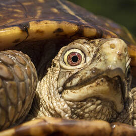 Ornate Box Turtle Close up by Jean Noren