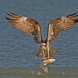 Osprey Morning Catch by Susan Candelario